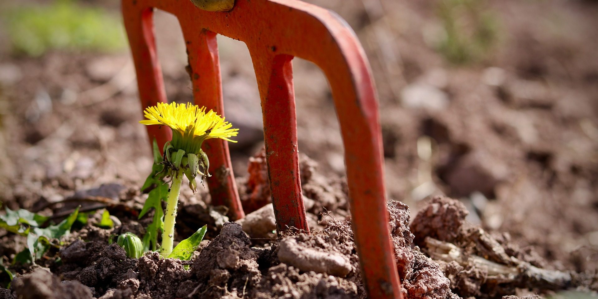 nature-4167220_1920 geleb Blume im Boden mit Spaten